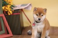 快速训柴犬方法？ 日本柴犬怎么训练