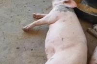 怀孕母猪 高热病怎么办 猪的伪狂犬什么症状怎么治疗