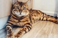 孟加拉豹猫金色和银色哪个更好？ 亚洲豹猫和孟加拉豹猫