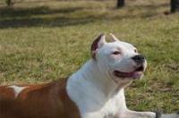 斯塔福犬能养吗？ 斯塔福犬交易论坛
