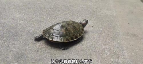 2465ea25e6efdbb4