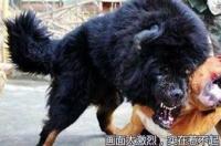 大陆允许养比特犬吗？ 中国最厉害的比特犬