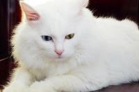 两只狮子猫会生出短毛吗？ 山东狮子猫短毛