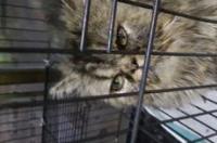 波斯猫的价格是多少啊？ 混血波斯猫多少钱