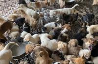 惠州哪里有土猎犬苗卖 哪里有狗苗批发市场