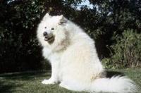 萨摩耶犬寿命一般有多大？ 萨摩耶犬能活多少岁