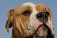 中亚犬哪个品种最好？ 中亚犬的性格与智商