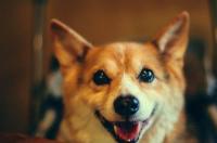 世界上只有六只的犬种？ 世界上有哪些狗