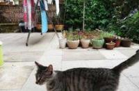 棕虎斑缅因和狸花猫的区别？ 中国花狸猫多少钱一只