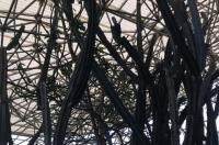 世界上十大最聪明的狗的排名 十大聪明狗