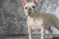 法国斗牛犬吃什么狗粮比较好？ 斗牛犬吃什么狗粮