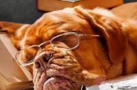 狗狗寿命快到了的症状 狗年龄大了有什么症状