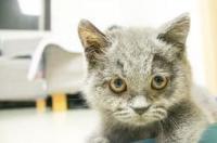 拿破仑蓝猫和蓝猫区别？ 短腿蓝猫一般多钱