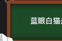 鸳鸯眼白猫一定是狮子猫吗？ 蓝眼白猫耳朵都会聋吗