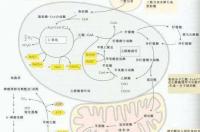 乙醛酸反应特点？ 乙醛酸循环的意义