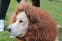 斗牛犬起什么名字好听呢？ 给狗起名字叫什么好