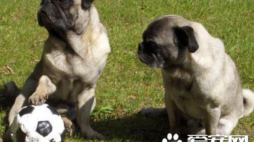 为什么养巴哥犬的人少 巴哥犬的缺点有哪些