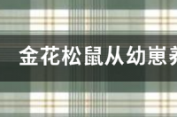 小松鼠正确喂养方法？ 金花鼠幼崽