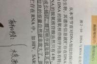 脱氧核糖核酸化学式怎么写 脱氧核糖核酸化学式