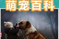有小孩适合养什么宠物？ 适合孩子养的宠物