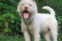 下司犬吃什么？ 下司犬介绍