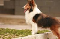 不爱叫的宠物是什么？ 喜乐蒂犬爱叫吗