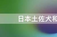 日本土佐犬和卡斯罗谁厉害 日本斗狗土佐犬
