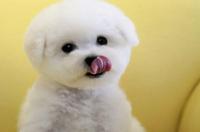 比熊不听话的原因？ 为什么不敢养比熊犬