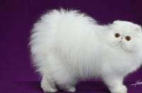 纯白色的猫雅称？ 纯白波斯猫