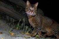 白色田园猫有什么品种？ 中国常见的野猫
