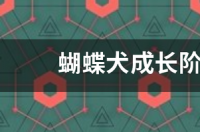 成年的蝴蝶狗有多大？ 蝴蝶犬多大算成年