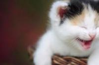 小猫品种？ 猫种类排名