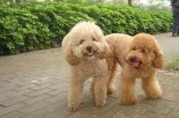 怎样判断贵宾犬是巨型的？ 标准的贵宾犬长什么样