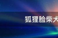 柴犬多大发腮？ 柴犬几个月开始爆脸