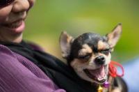 鹿犬和吉娃娃的串串的优点和缺点？ 吉娃娃性格特点和缺点
