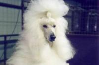 泰迪玩具体小体微小体怎么区分？ 迷你贵宾犬的品种标准