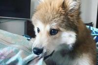黑背狼犬能长多少斤？ 黑背犬几个月不再长了
