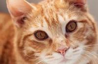 猫咪品种大全？ 所有猫的品种