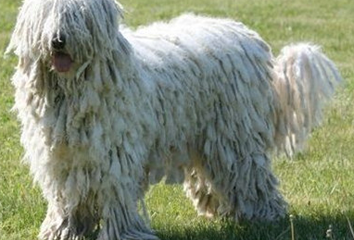 可蒙犬的形态特征 幼犬的被毛相对柔软