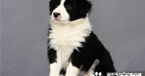 边境牧羊犬训练上厕所 怎样训练边境牧羊犬