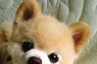俊介犬能活多久？ 小俊介是什么狗种