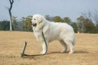 小白熊犬的特征？ 小型大白熊犬