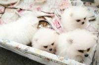 博美犬的价格是多少？ 博美犬幼犬价格