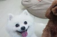 十大适合家养的小型狗 聪明又好养的狗狗 最好养的宠物狗小型犬
