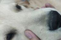 狗狗鼻子干怎么办？ 幼犬鼻子干怎么回事呀