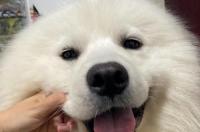 狗狗有眼屎如何治疗？ 狗狗一直有眼屎是什么原因