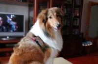 牧羊犬种类？ 牧羊犬品种排名