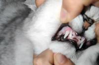 猫咪口水臭臭的怎么回事？ 猫流口水还发臭是咋了