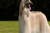 什么小狗好养又听话小型犬？ 小型猎犬什么品种最好