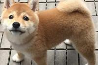 柴犬放开会跟着主人跑吗？ 柴犬认主人的表现